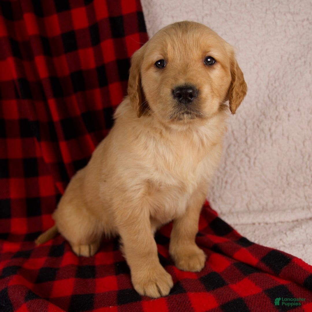 Golden Retriever dogs for sale: Talia - Ad 1