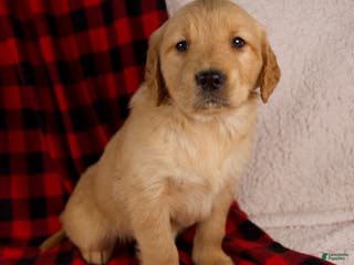Golden Retriever dogs Talia - Ad 5