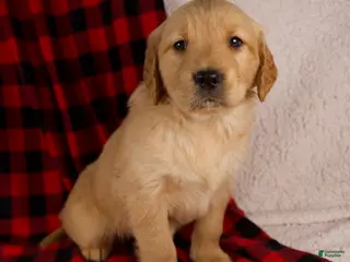 Golden Retriever dogs Talia - Ad 13