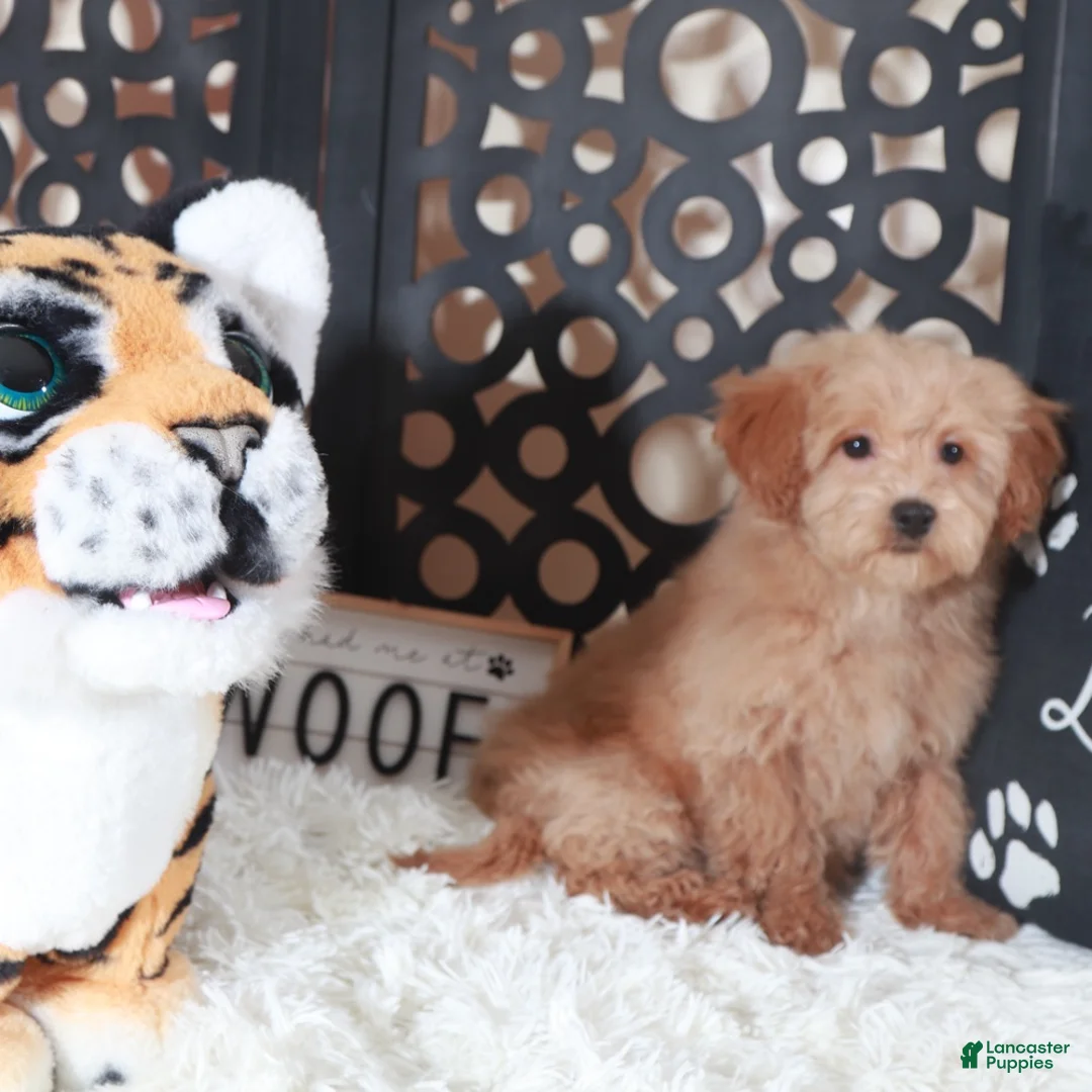 Maltipoo dogs for sale: Maltipoo Puppy Luna - Ad 3