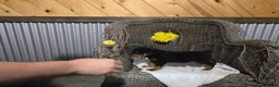 Rottweiler dogs for sale: Toby - Ad 3