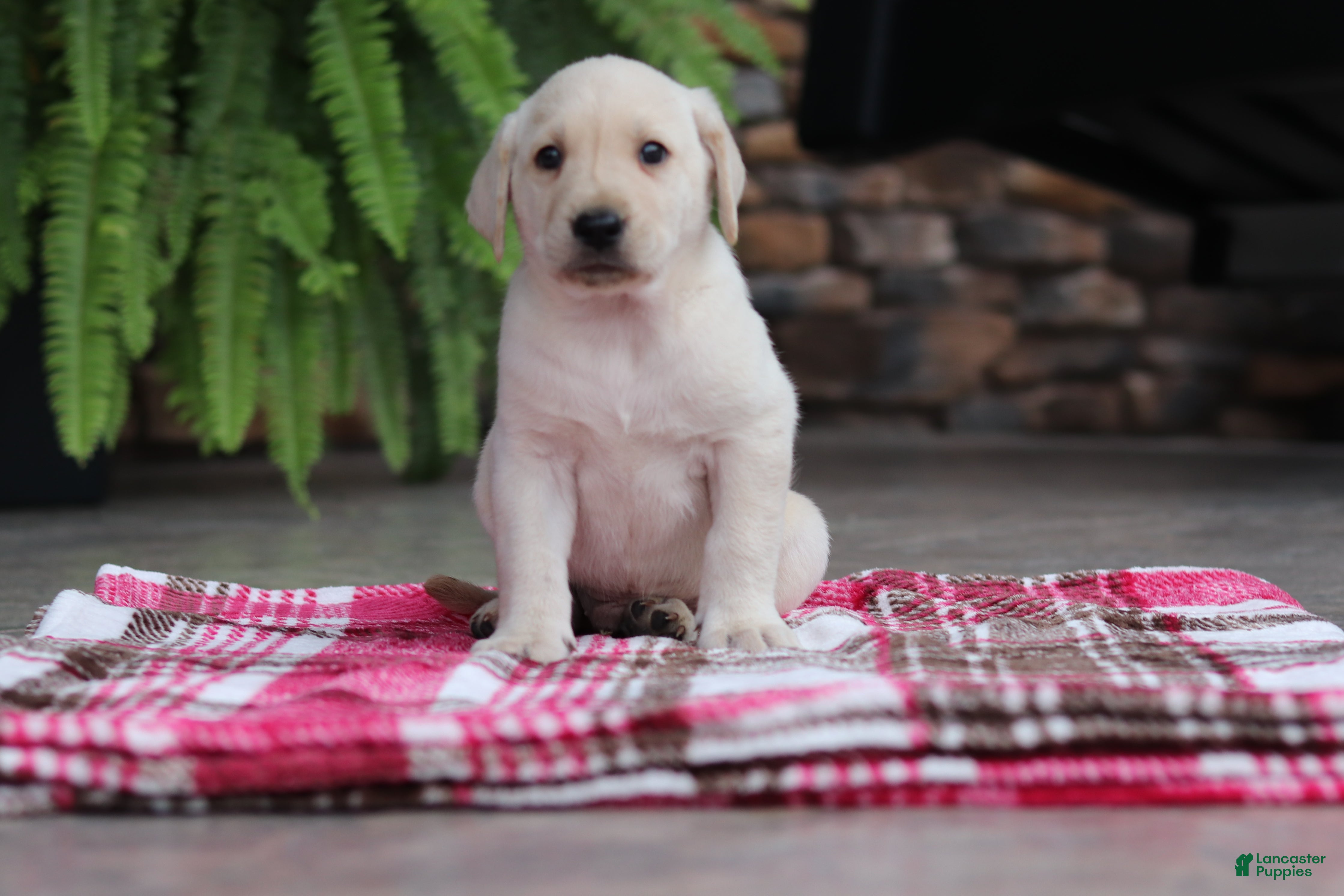 Labrador Retriever dogs Oscar - Ad 1