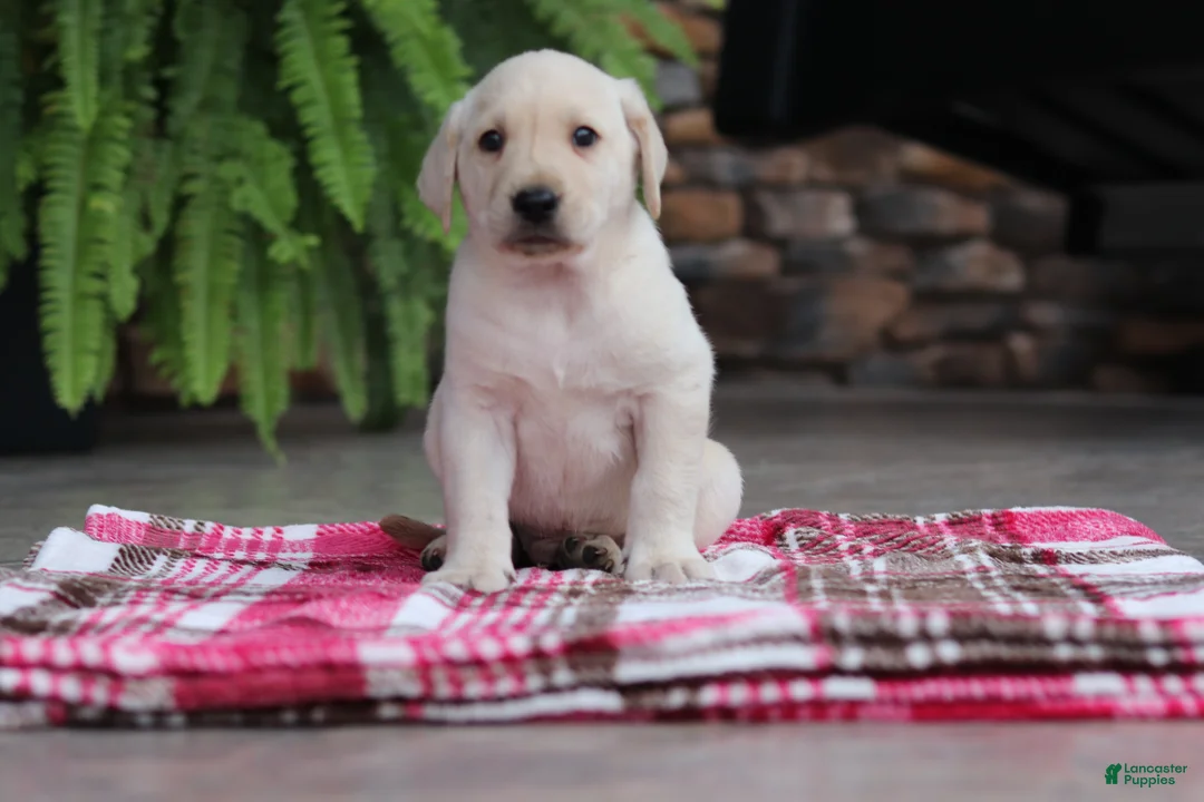 Labrador Retriever dogs for sale: Oscar - Ad 1