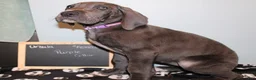 Great Dane dogs for sale: Ursula - Ad 2