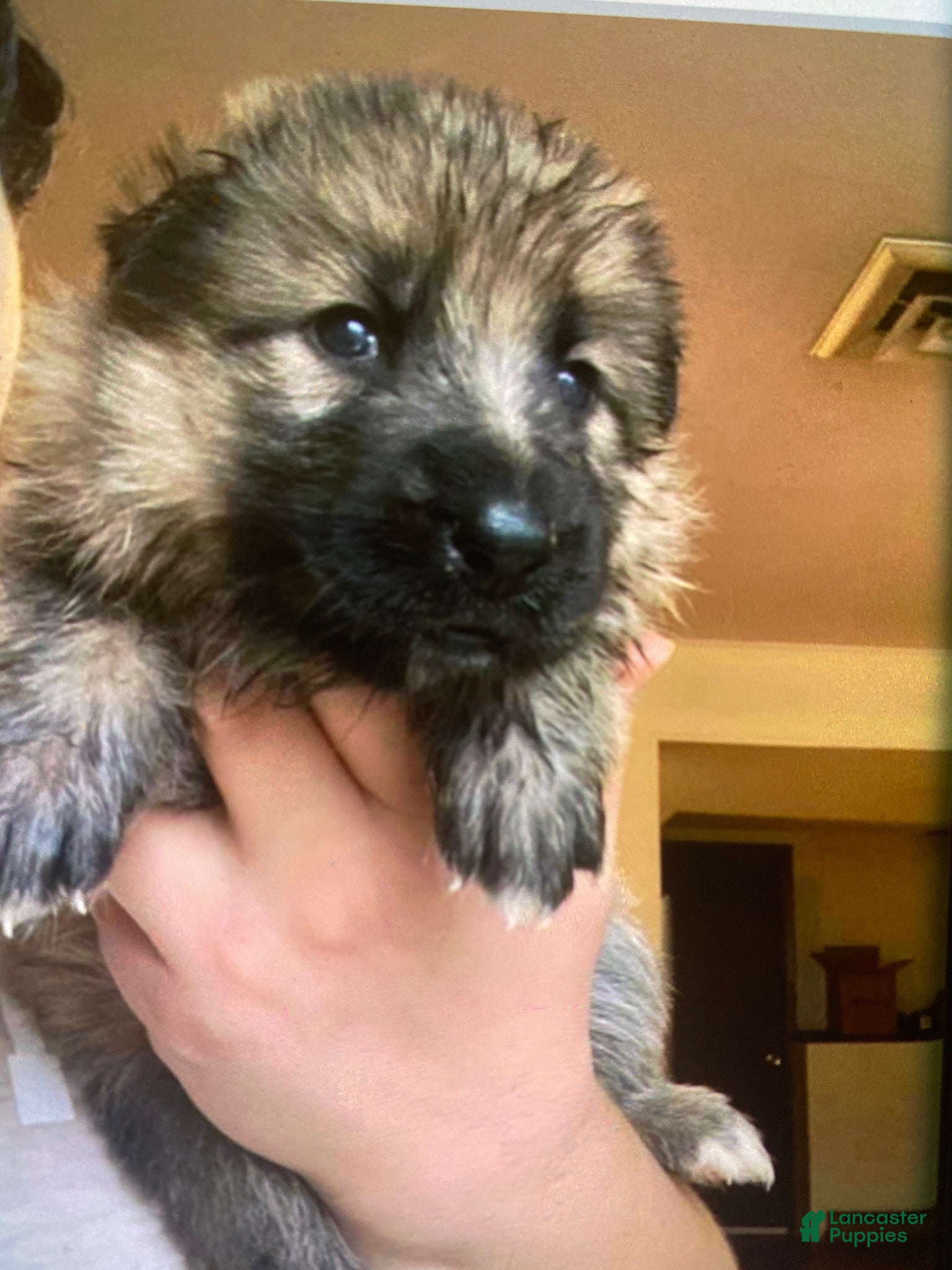 German Shepherd dogs German Shepherd 1 - Ad 6
