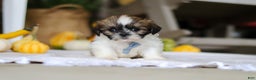 Shih Tzu dogs for sale: Winkie - Ad 5