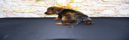 Miniature Dachshund dogs for sale: Butters - Ad 13