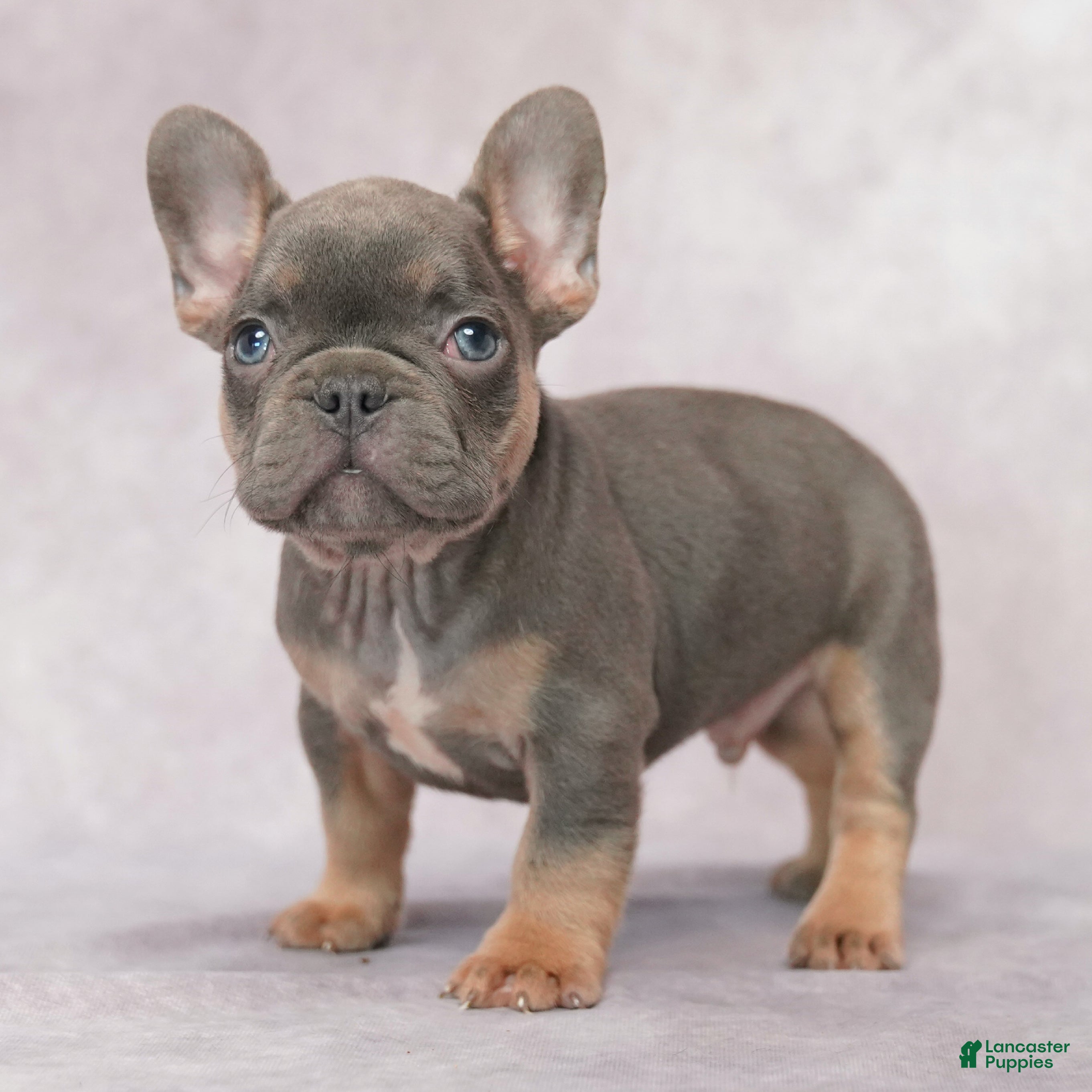 French Bulldog dogs for sale: Milo - Ad 3