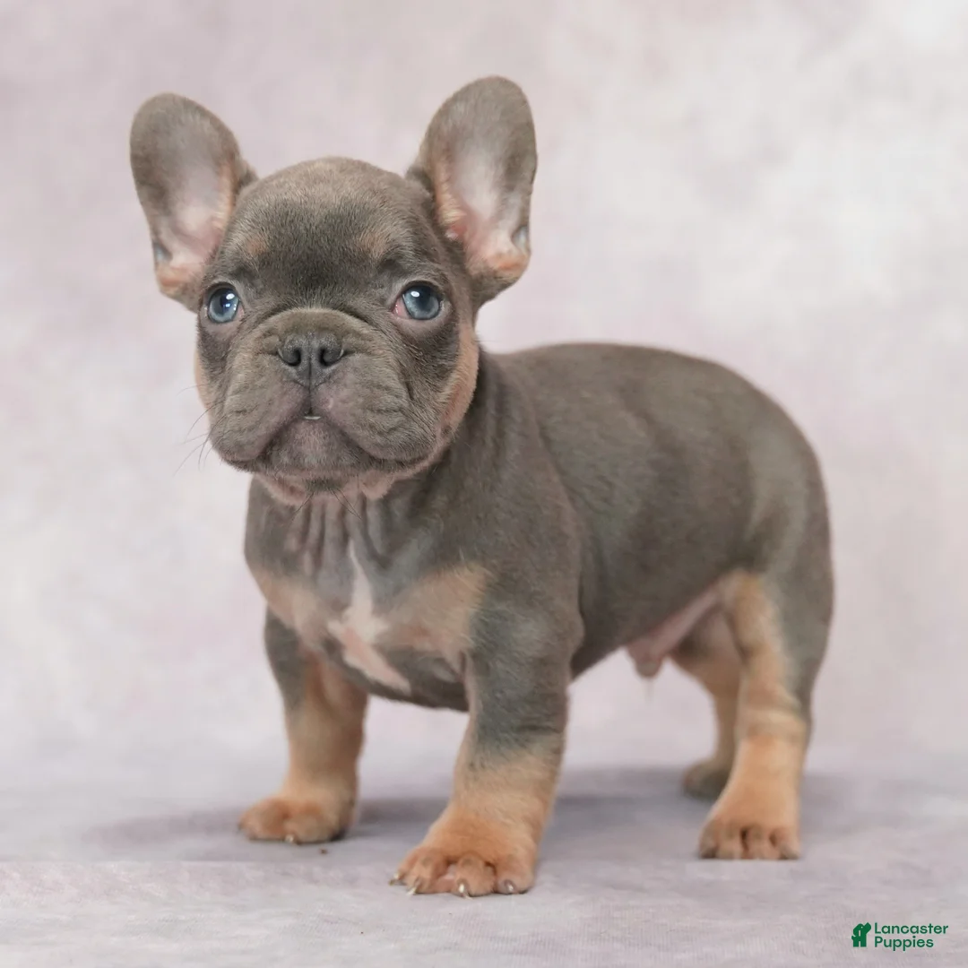 French Bulldog dogs for sale: Milo - Ad 1