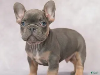 French Bulldog dogs for sale: Milo - Ad 3