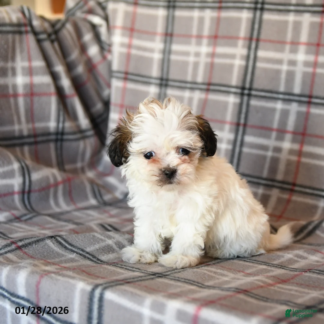 Mixed Breed dogs for sale: Quacks - Ad 2