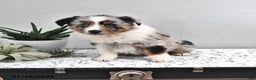 Australian Shepherd dogs for sale: Judy - Ad 4