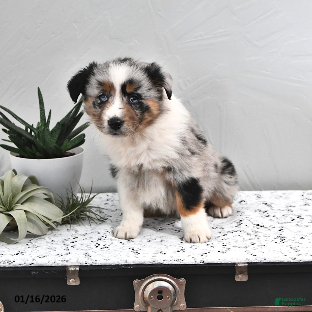 Australian Shepherd dogs for sale: Judy - Ad 4