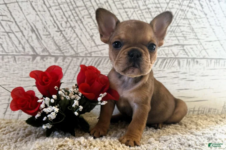 Gallery Image {{count}}