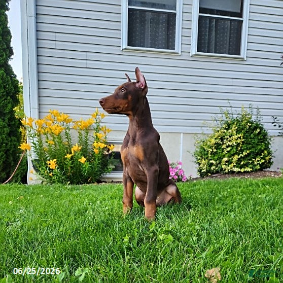 Doberman Pinscher dogs Graham - Ad 1