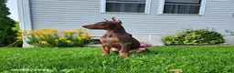 Doberman Pinscher dogs for sale: Graham - Ad 1