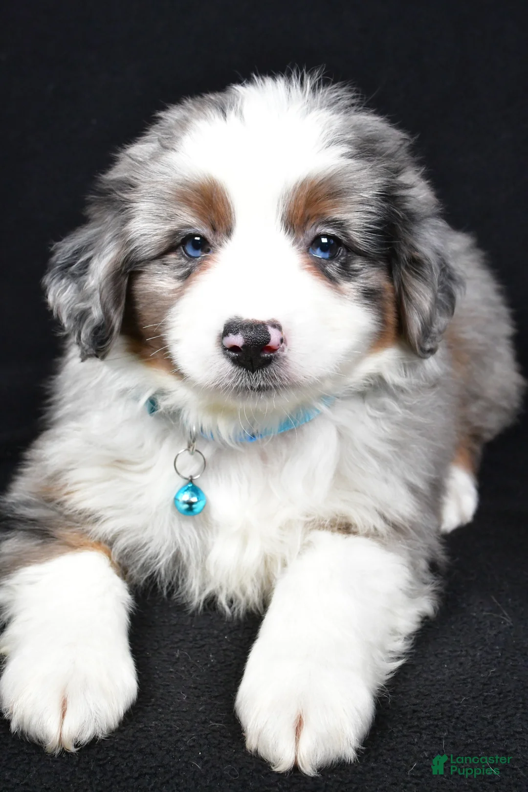 Miniature Australian Shepherd dogs for sale: Ruth - Ad 4