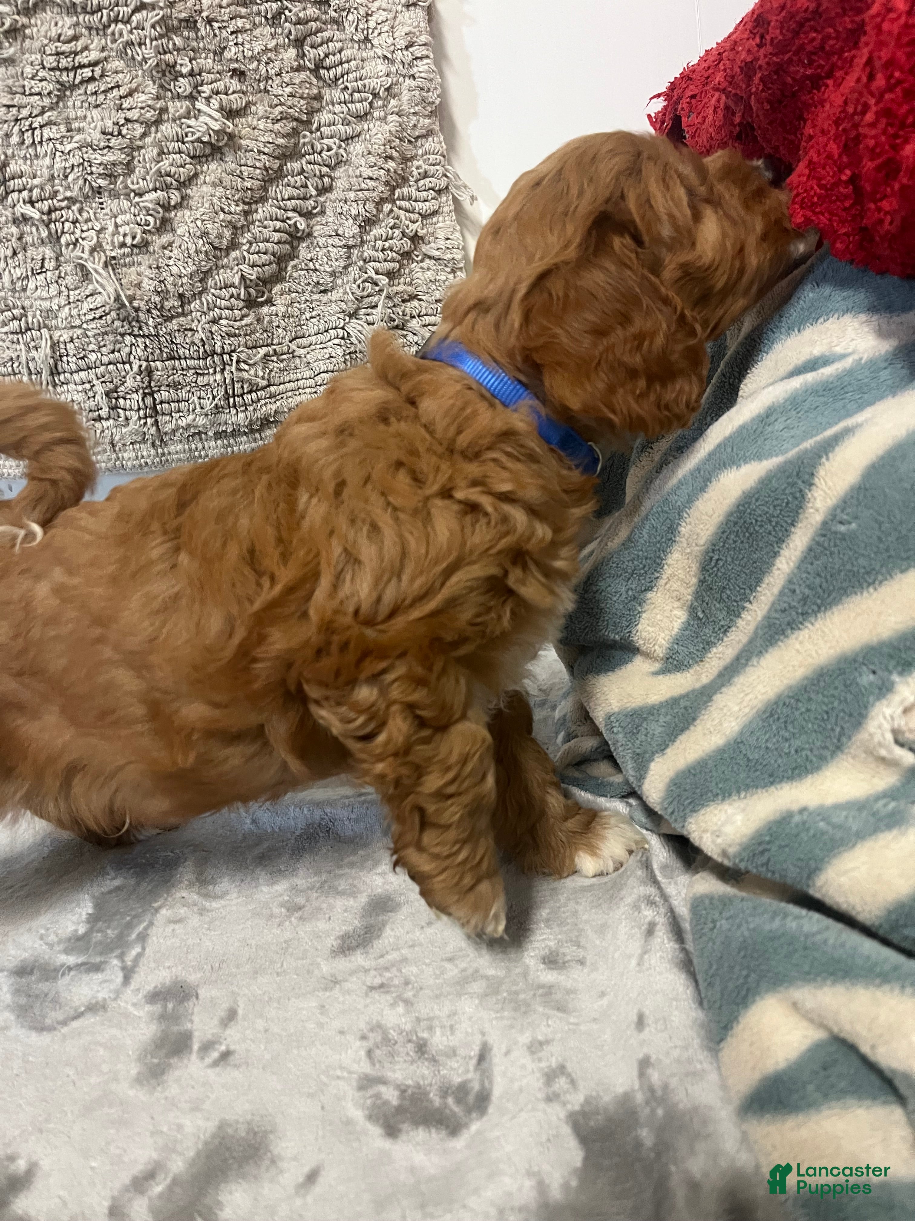 Cavapoo dogs Jared  - Ad 2