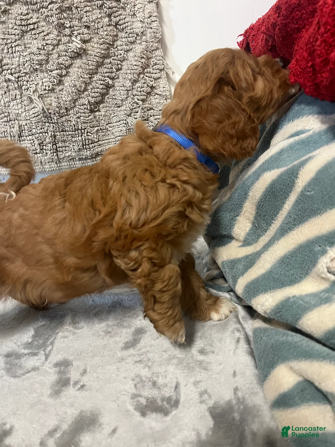 Cavapoo dogs for sale: Jared  - Ad 2
