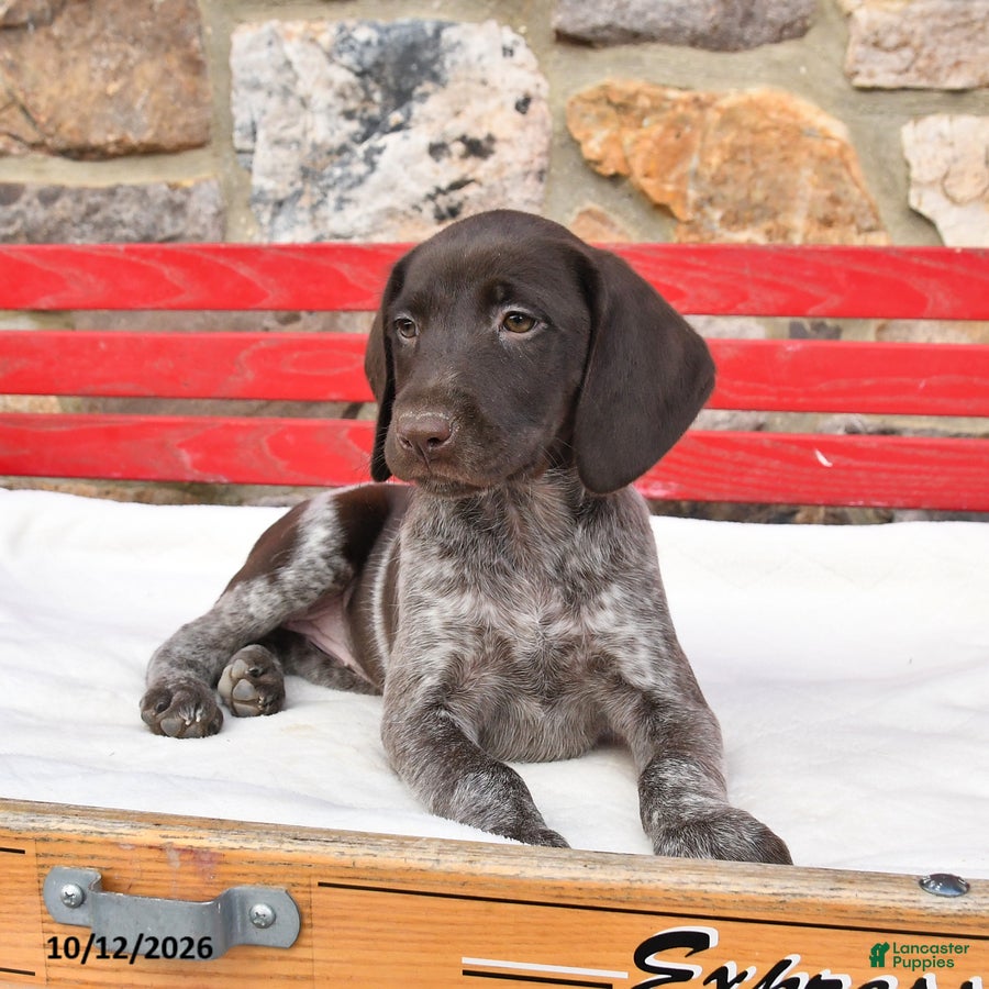 German Shorthaired Pointer dogs for sale: Mocha - Ad 2