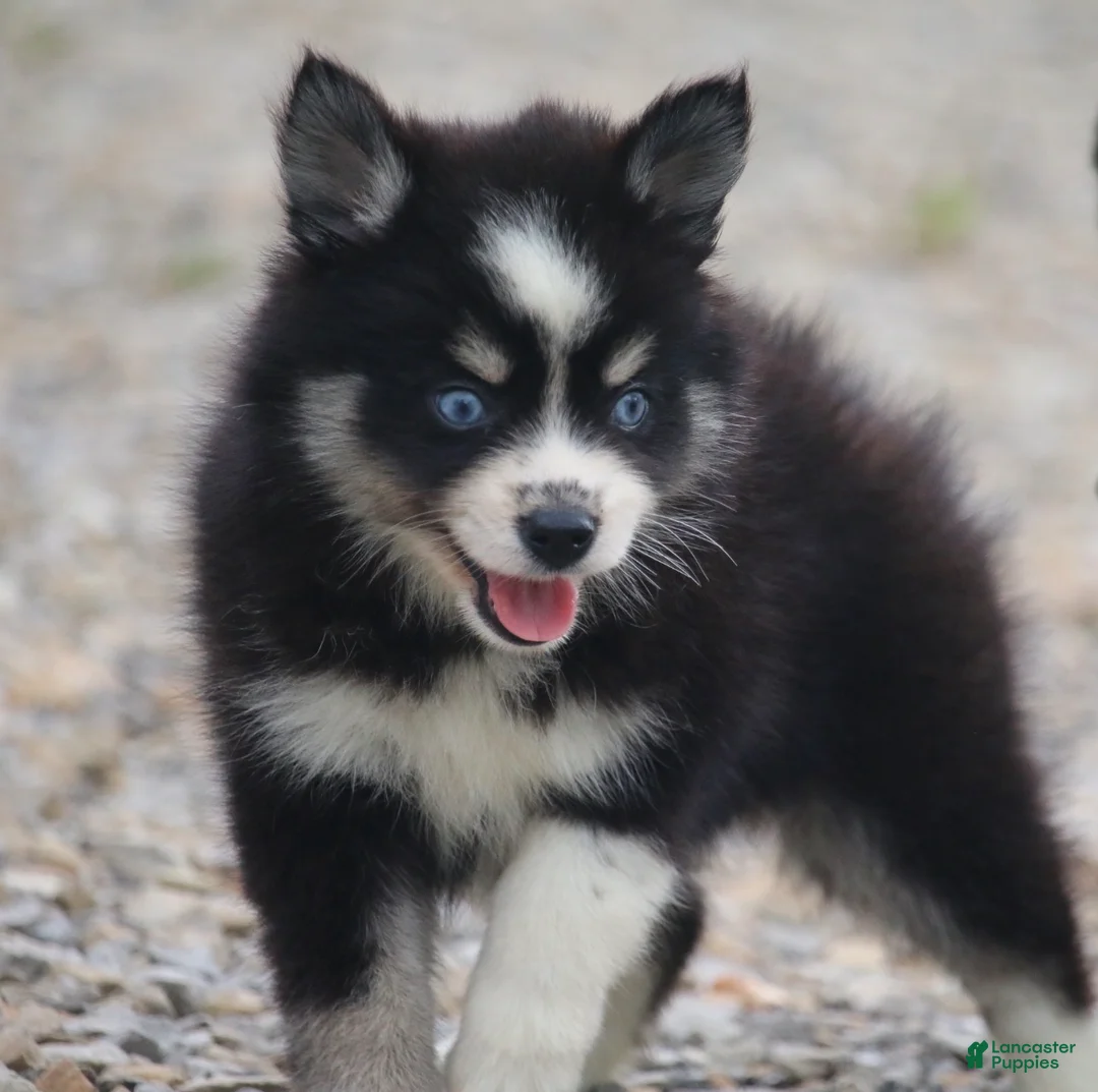 Pomsky dogs for sale: Happiny - Ad 1