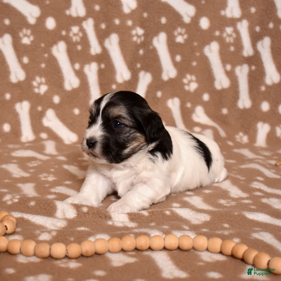 Coton De Tulear dogs for sale: Bear - Ad 2
