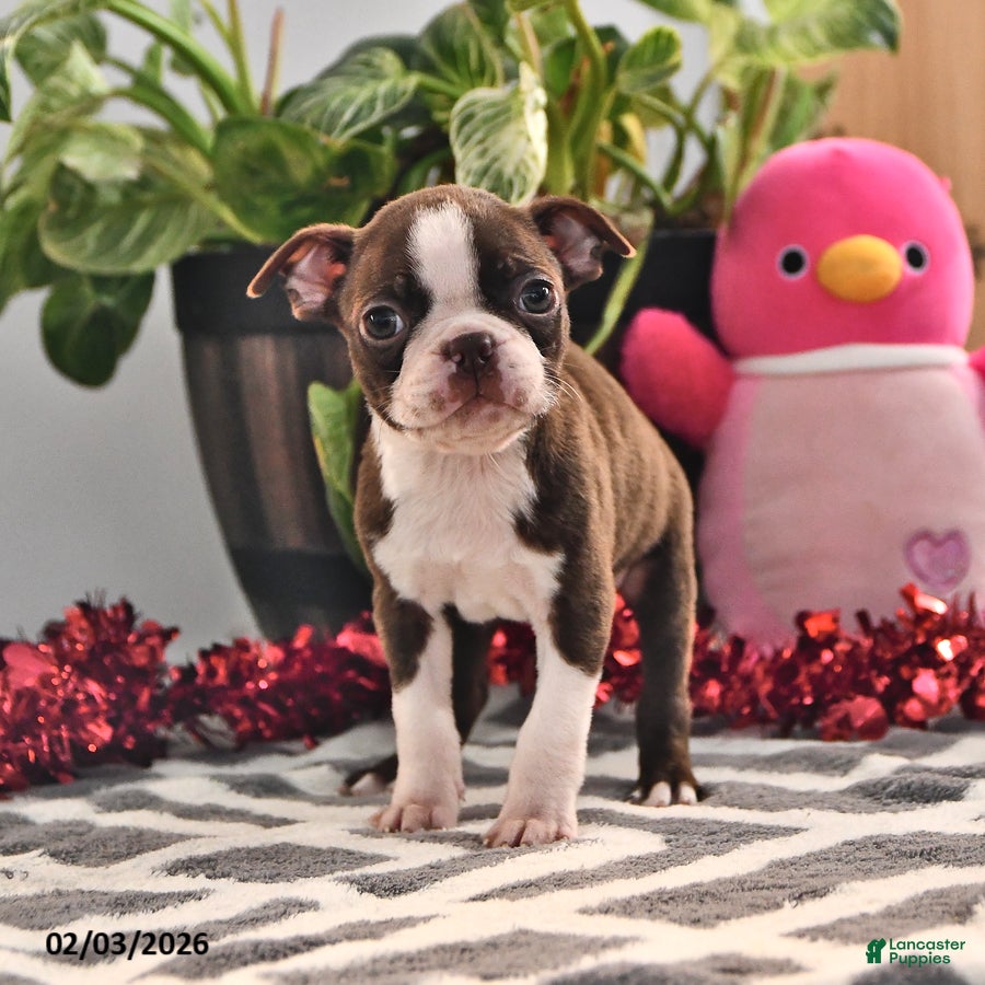 Boston Terrier dogs Jordan - Ad 2