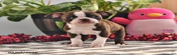 Boston Terrier dogs for sale: Jordan - Ad 2