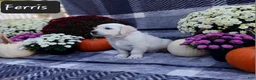 Golden Retriever dogs for sale: Ferris  - Ad 3
