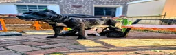 Presa Canario dogs for sale: Mr Neon  - Ad 60