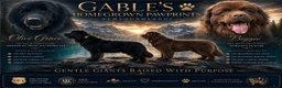 Newfoundland dogs for sale: Eve - Ad 3