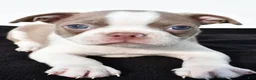 Boston Terrier dogs for sale: Beau - Ad 8