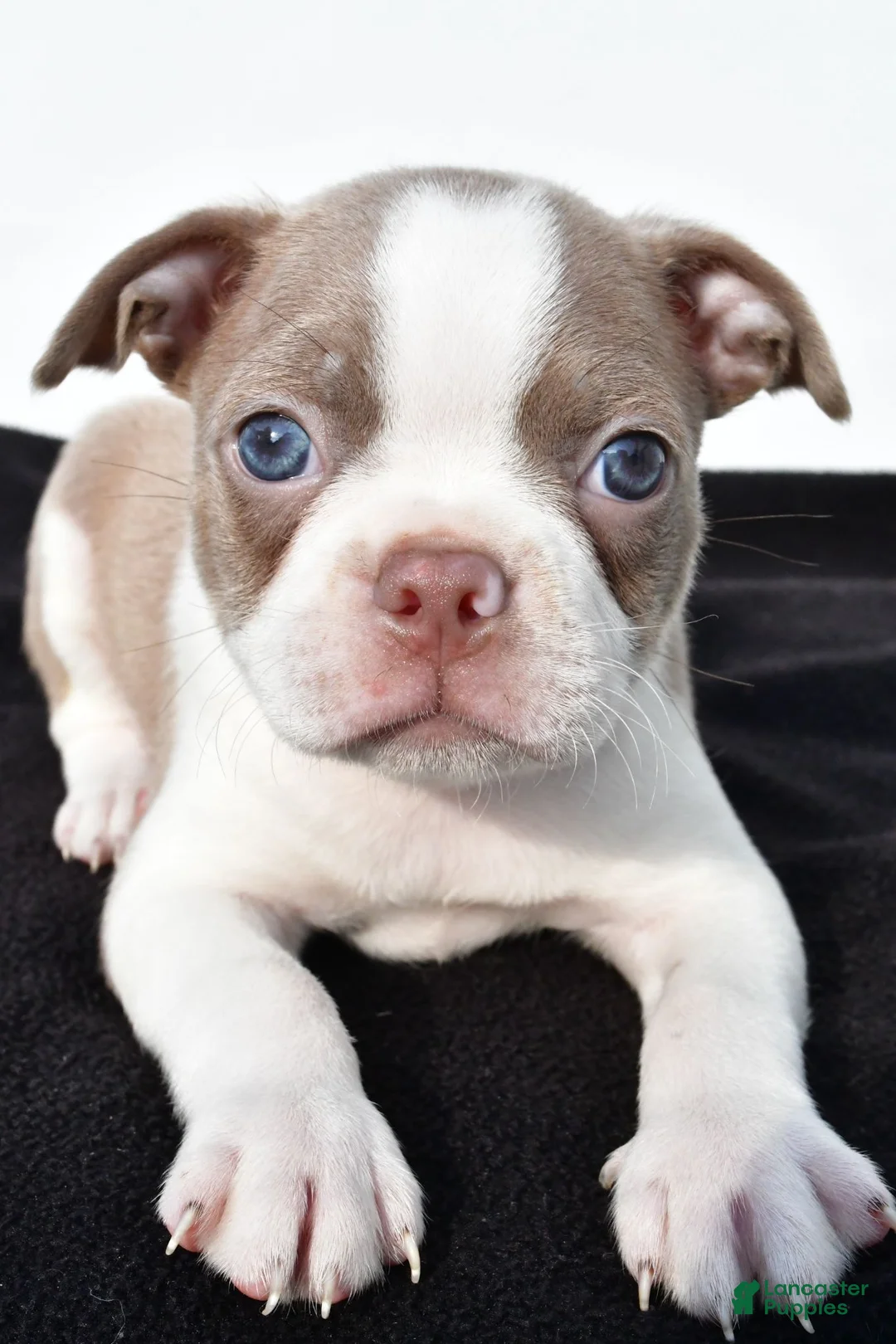Boston Terrier dogs for sale: Beau - Ad 8