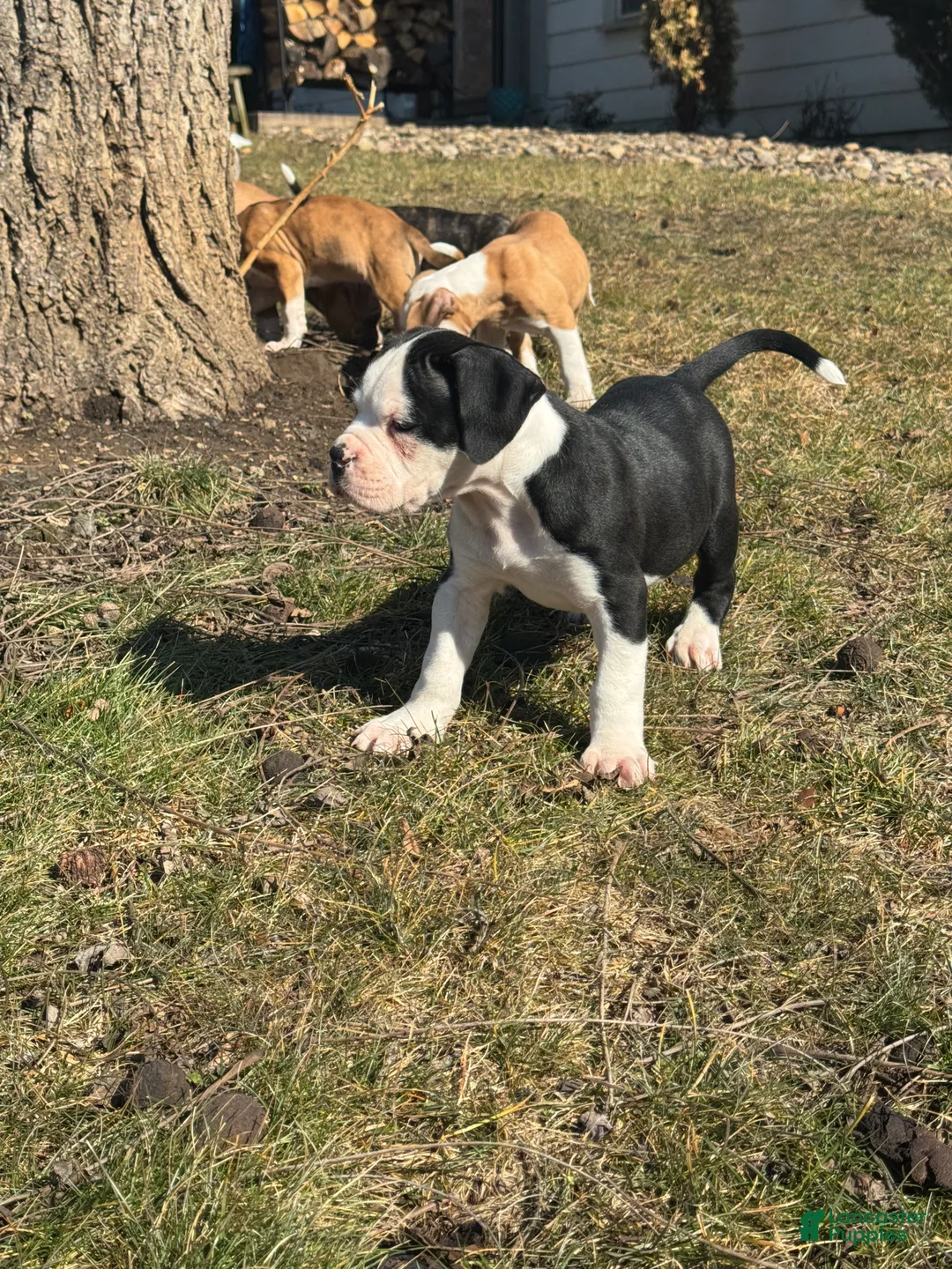 Alapaha Blue Blood Bulldog dogs for sale: BEA Falcon - Ad 2