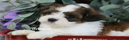 Mixed Breed dogs for sale: Loveda - Ad 16