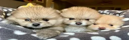 Pomeranian dogs for sale: Kayla - Ad 10