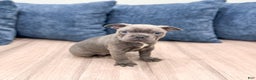Frenchton dogs for sale: Molly - Ad 7