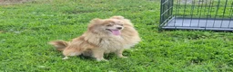 Pomeranian dogs for sale: Chip ( White) - Ad 4