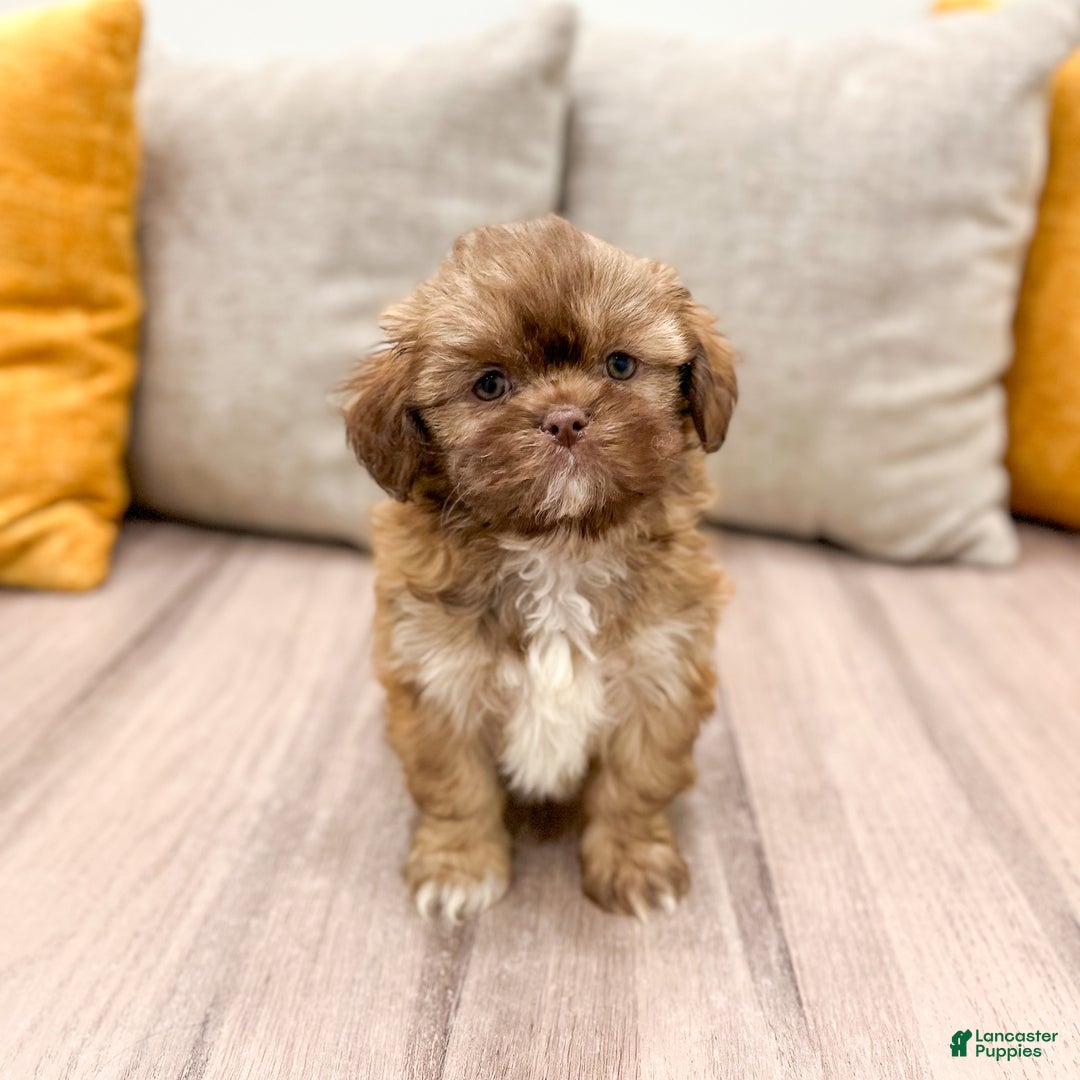 Shih Tzu dogs for sale: Sasha - Ad 3