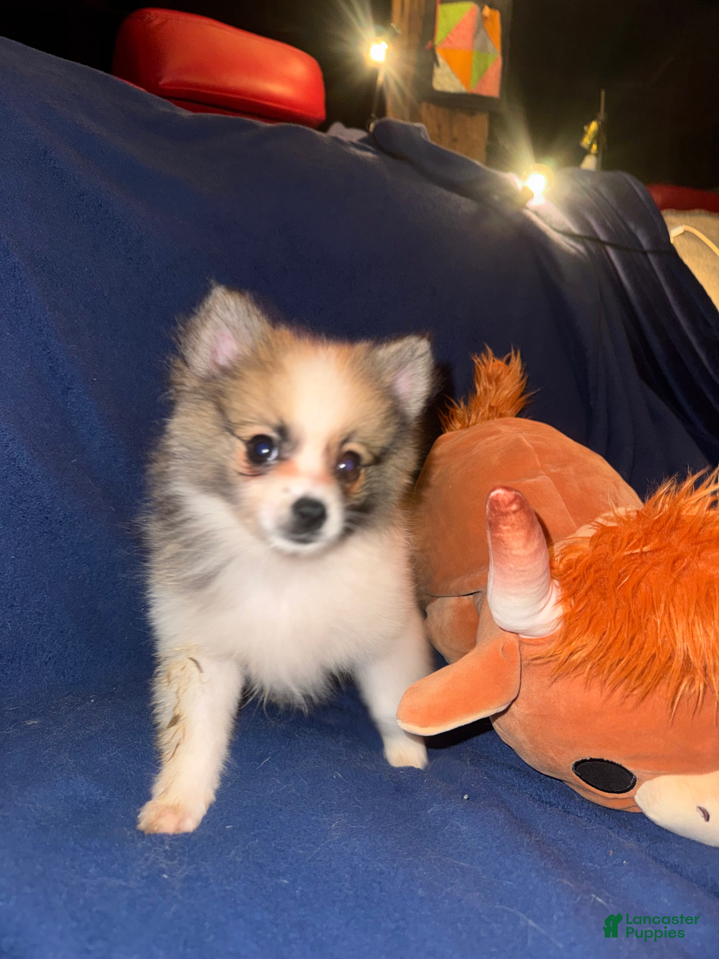 Pomeranian dogs Princess - Ad 2
