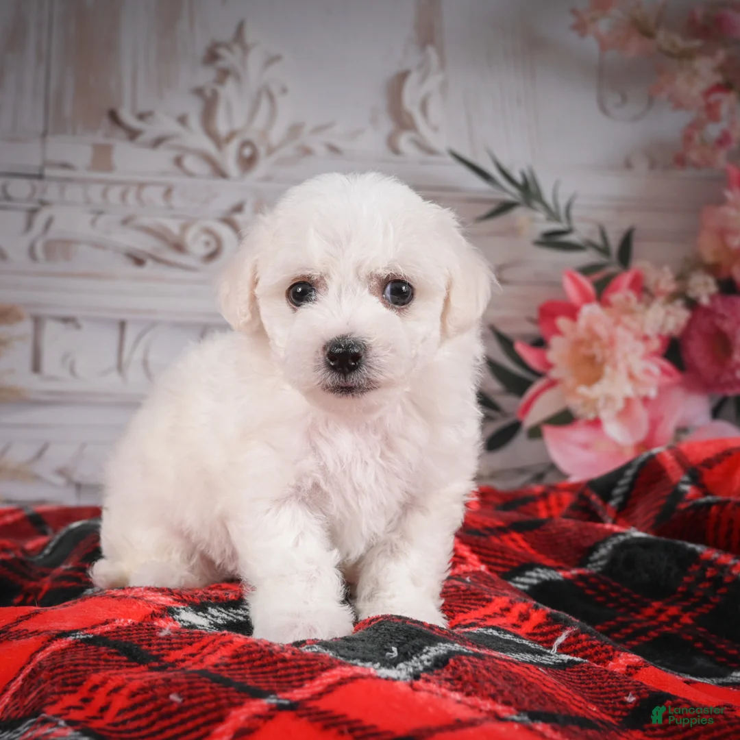 Bichon Frise dogs for sale: AKC-Mya - Ad 6