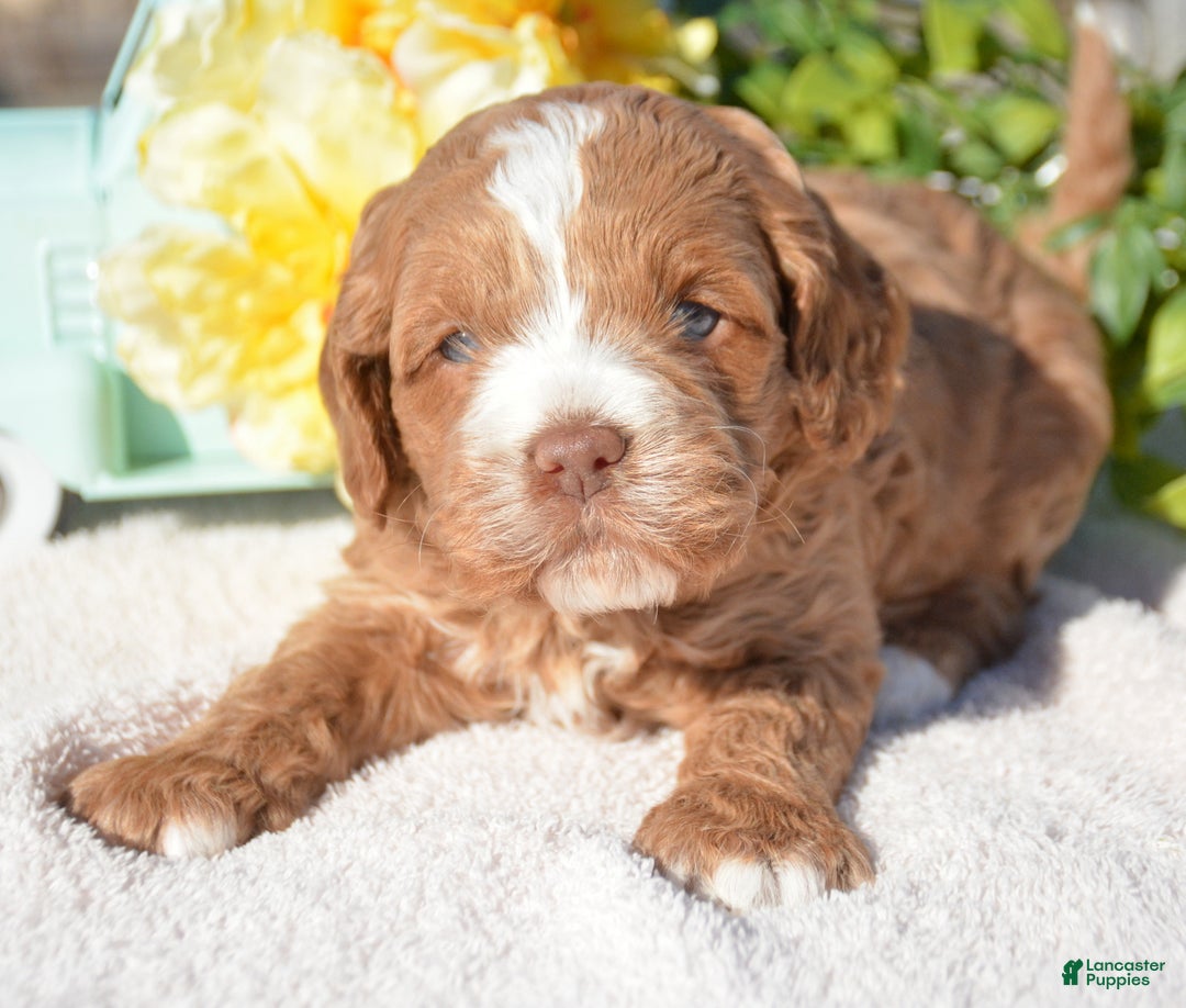 Cockapoo dogs for sale: Cockapoo Puppy 4 Kari - Ad 1