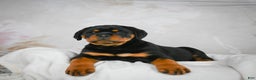 Rottweiler dogs for sale: Watson - Ad 6