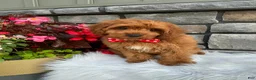 Cavapoo dogs for sale: Lincoln - Ad 3