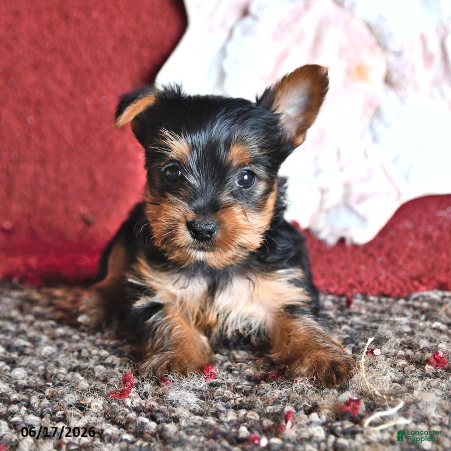 Yorkshire Terrier dogs for sale: Levi - Ad 1