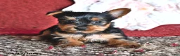 Yorkshire Terrier dogs for sale: Levi - Ad 1