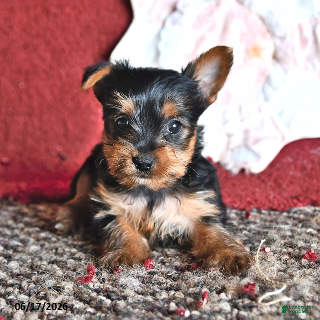 Yorkshire Terrier dogs for sale: Levi - Ad 1
