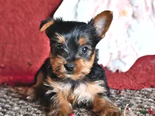 Yorkshire Terrier dogs for sale: Levi - Ad 1