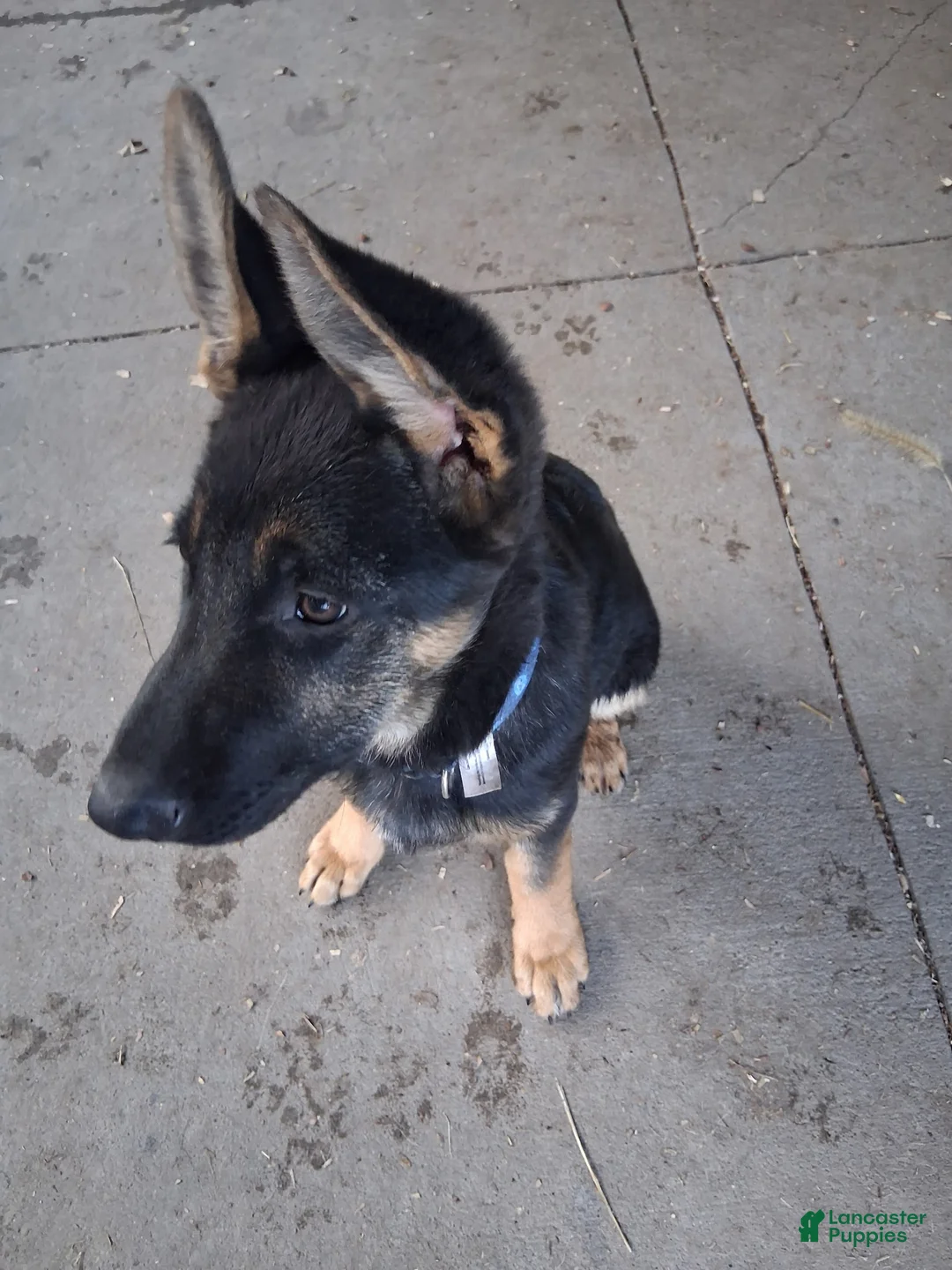 German Shepherd dogs for sale: Karma - Ad 3