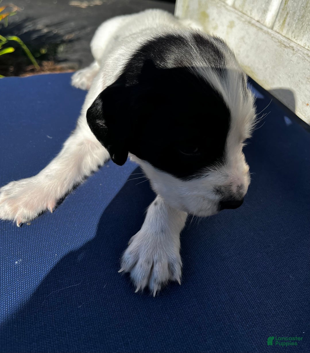 English Springer Spaniel dogs for sale: English Springer Spaniel Puppy 8 - Ad 6